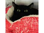 Adopt Nicole a Domestic Short Hair