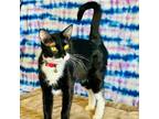 Adopt Sassy a Domestic Short Hair