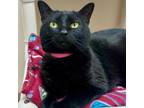 Adopt Amber a Domestic Short Hair