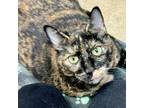 Adopt Deloris a Domestic Short Hair