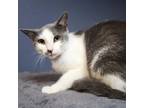 Adopt Sissy a Domestic Short Hair