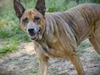Adopt SOOKIE a Black Mouth Cur, Mixed Breed