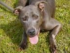 Adopt KAYLEE a American Staffordshire Terrier, Mixed Breed