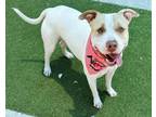 Adopt TRISTA a Pit Bull Terrier, Mixed Breed