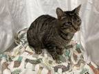 Adopt A1185059 a Domestic Short Hair