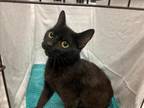 Adopt A1185577 a Domestic Short Hair