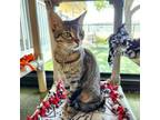 Adopt Zoe a Domestic Short Hair