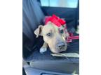 Adopt BISCOTTI a Mixed Breed