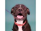 Adopt Angel a Pit Bull Terrier