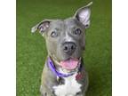 Adopt Bella Tella a Mixed Breed