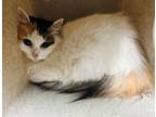 Adopt SUGAR a Domestic Medium Hair