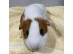 Adopt Dr Bailey a Guinea Pig