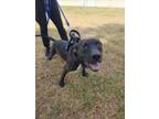 Adopt MAIZIE a Pit Bull Terrier