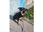 Adopt GARLIC a German Shepherd Dog, Mixed Breed