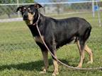 Adopt GARLIC a German Shepherd Dog, Mixed Breed