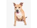 Adopt BONNET a Mixed Breed