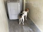 Adopt MARY a Treeing Walker Coonhound