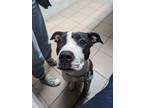 Adopt Z COURTESY POST Gertie a Pit Bull Terrier