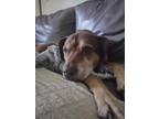 Adopt Z COURTESY POST CocoMutt a Pit Bull Terrier
