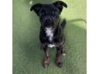 Adopt Leia a Mixed Breed