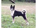 Adopt Ki a Border Collie, Basenji