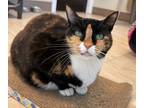 Adopt Jane a Domestic Short Hair