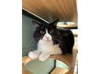 Adopt Luna a Domestic Medium Hair