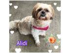 Adopt Alidi a Shih Tzu