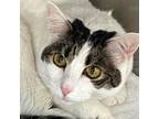 Adopt Luna 2 a Domestic Short Hair