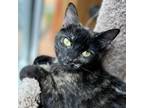 Adopt Kerfuffle a Domestic Short Hair