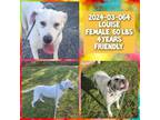 Adopt 2024-03-064 *Louise* a Labrador Retriever, Terrier