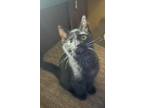 Adopt Otis a All Black Domestic Shorthair cat in Colmar, PA (38588054)