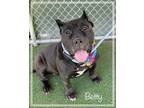 Adopt BETTY a Mastiff