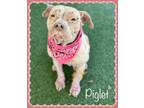 Adopt PIGLET Rescue only a American Bully, Pit Bull Terrier