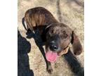 Adopt Star a Plott Hound, Hound