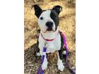 Adopt Dottie a Pit Bull Terrier