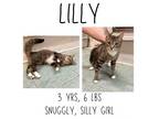 Adopt Lilly a Domestic Short Hair