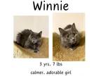 Adopt Winnie a Domestic Long Hair