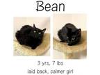 Adopt Bean a Domestic Medium Hair