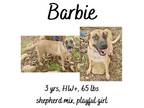 Adopt Barbie & Pups a Labrador Retriever, Shepherd
