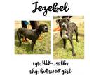 Adopt Jezebel a Mixed Breed