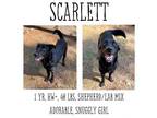 Adopt Scarlett a Labrador Retriever, Mixed Breed