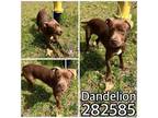 Adopt DANDELION a Mixed Breed
