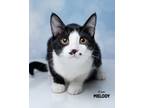 Adopt Melody a Domestic Short Hair