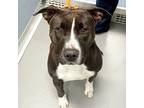 Adopt Flora a Pit Bull Terrier