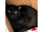Adopt Laney -- Bonded Buddy With Laurel a Domestic Short Hair