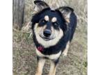 Adopt Maggie a Australian Shepherd