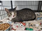 Adopt Small Marge a Domestic Short Hair