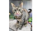 Adopt Toast a Domestic Short Hair