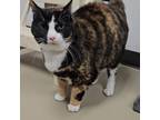 Adopt Kalei a Domestic Short Hair